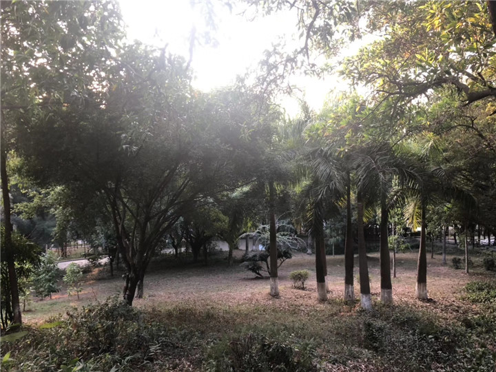 沙井村委统建楼大王山《绿林沙井公园》6栋小区房，楼下就是公园(图18)