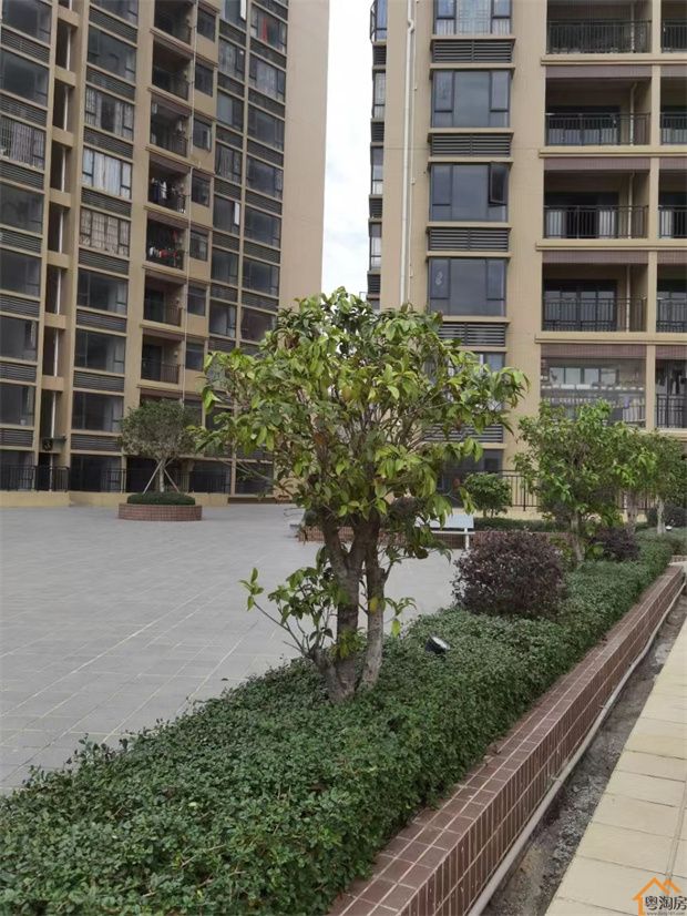 大朗小产权房《高英花园》3栋大型花园社区 带车库 天然气入户(图4)